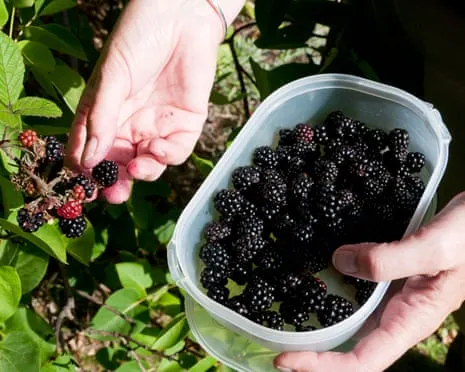 Seeking: Scrumptious Pastries to Make Use Of a Abundance of Handmade Jam